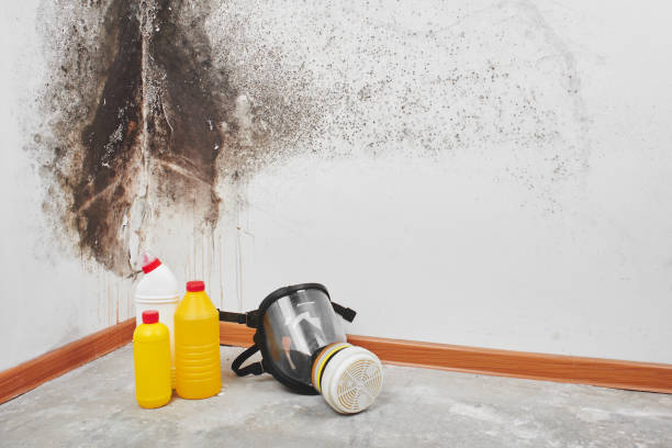 Best Localized Mold Remediation (e.g., coastal areas, humid climates) in Lander, WY