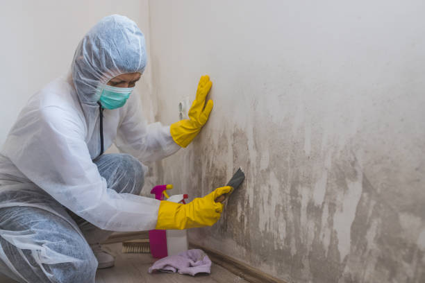 Best Emergency Mold Remediation in Lander, WY