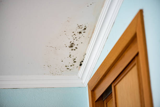 Best Basement Mold Remediation in Lander, WY