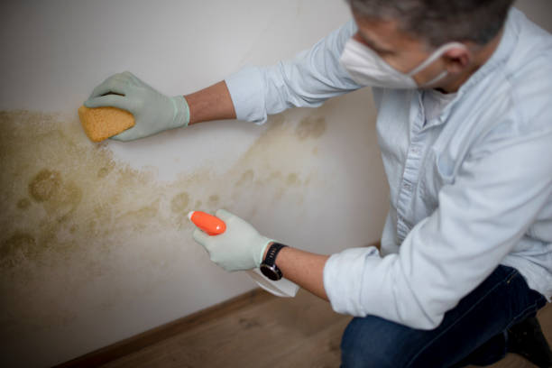 Best Attic Mold Remediation in Lander, WY