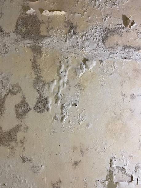 Professional Mold Remediation in Lander, WY
