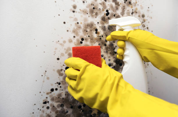 Best DIY Mold Remediation Support Services in Lander, WY
