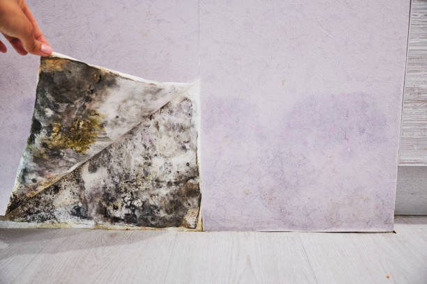 Best Post-Flood Mold Remediation in Lander, WY